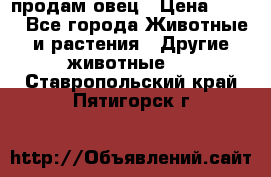  продам овец › Цена ­ 100 - Все города Животные и растения » Другие животные   . Ставропольский край,Пятигорск г.